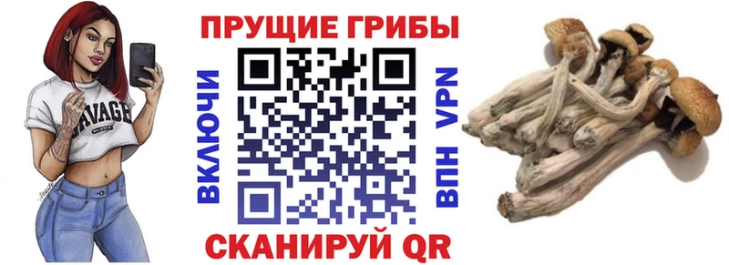 Купить где  Выкса  Псилоцибиновые грибы GOLDEN TEACHER 